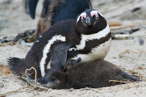 African Penguin