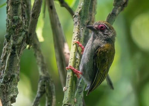 African Piculet