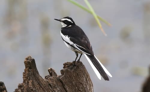 African Pied Wagtail