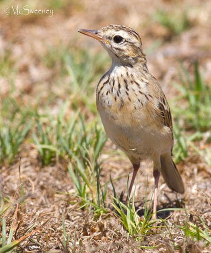 African Pipit