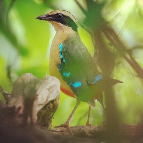 African Pitta