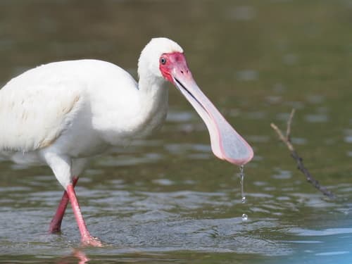 African Spoonbill