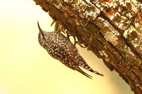 African Spotted Creeper