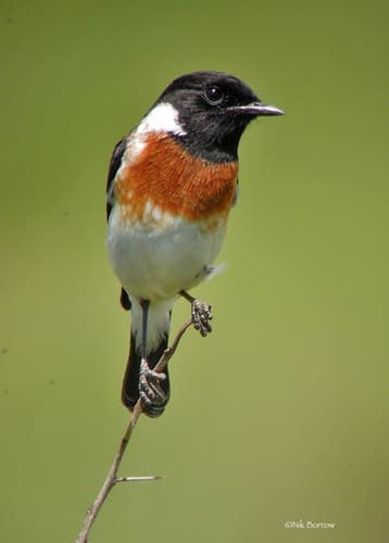 African Stonechat