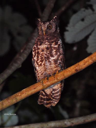 Akun Eagle-Owl