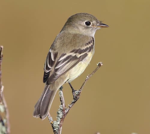 Alder Flycatcher