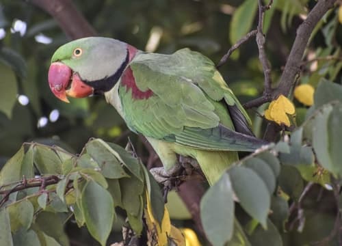 Alexandrine Parakeet