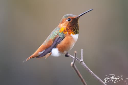Allen's Hummingbird