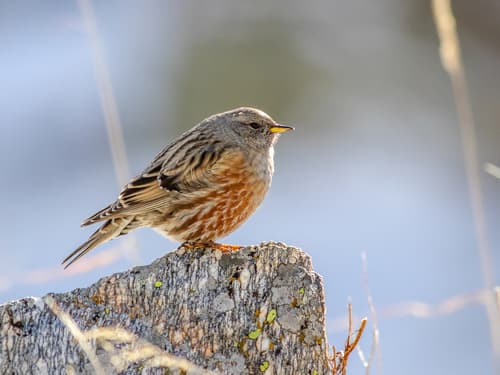 Alpine Accentor
