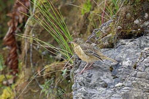 Alpine Pipit