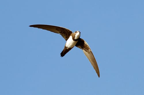 Alpine Swift