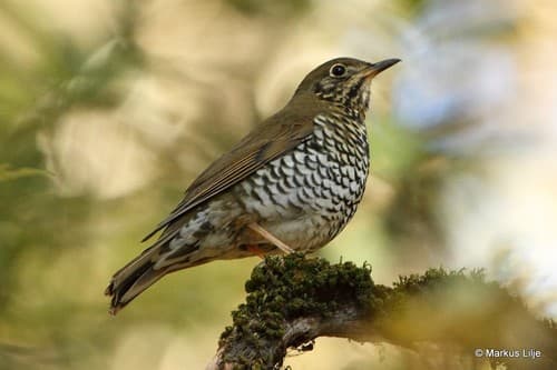 Alpine Thrush