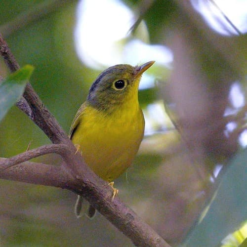 Alström’s Warbler