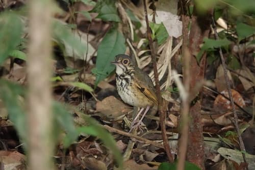 Alta Floresta Antpitta