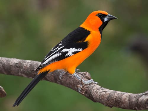 Altamira Oriole
