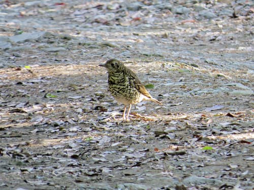 Amami Thrush