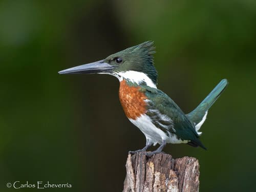 Amazon Kingfisher