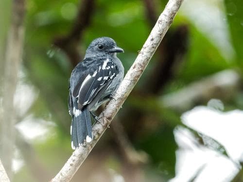 Amazonian Antshrike