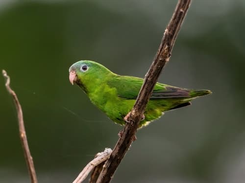Amazonian Parrotlet