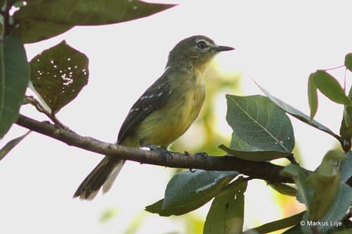 Amazonian Tyrannulet