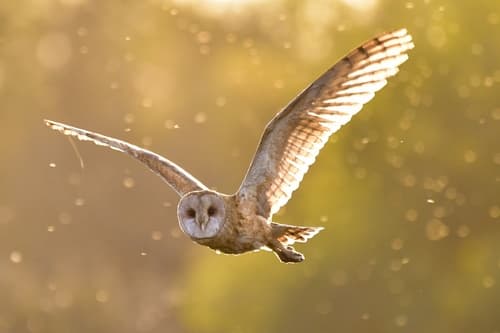 American Barn Owl