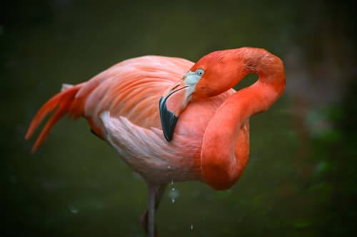 American Flamingo