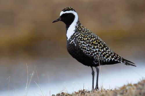 American Golden-Plover