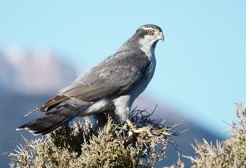 American Goshawk