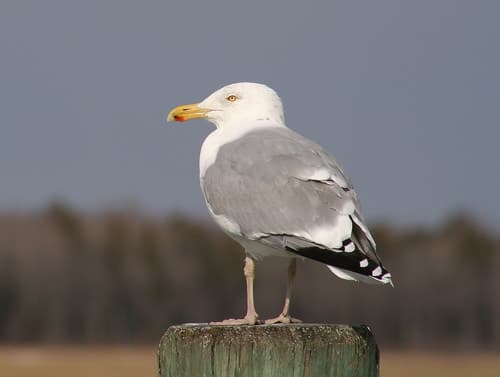 American Herring Gull