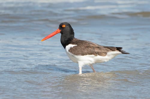 American Oystercatcher