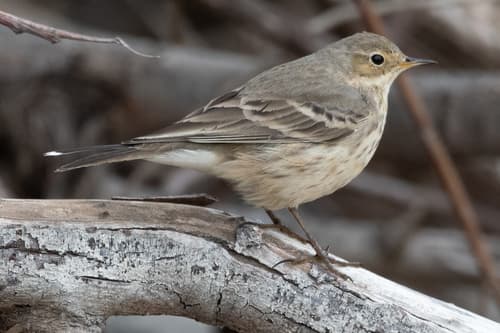 American Pipit
