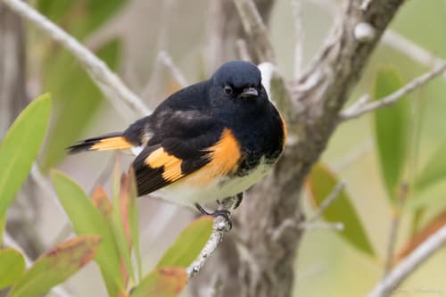 American Redstart