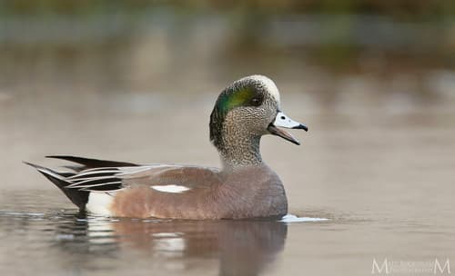American Wigeon