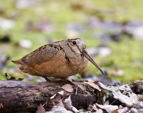 American Woodcock