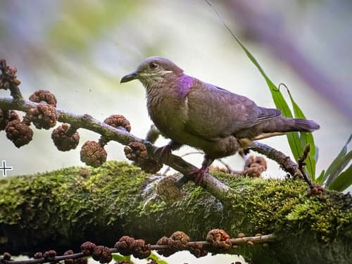 Amethyst Brown-Dove