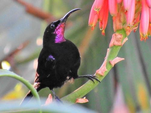 Amethyst Sunbird
