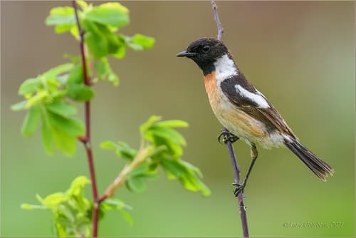 Amur Stonechat