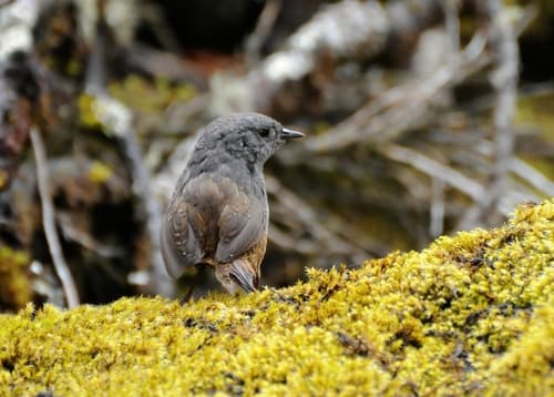 Ancash Tapaculo