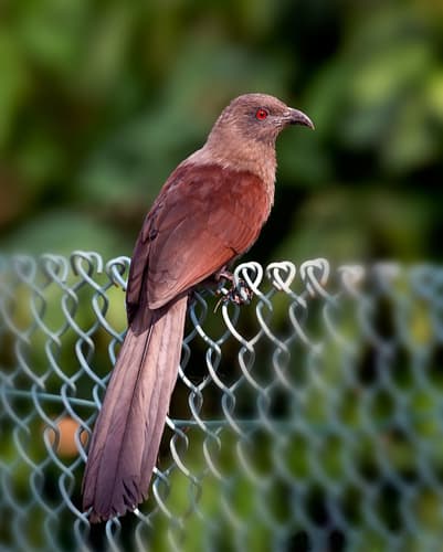 Andaman Coucal