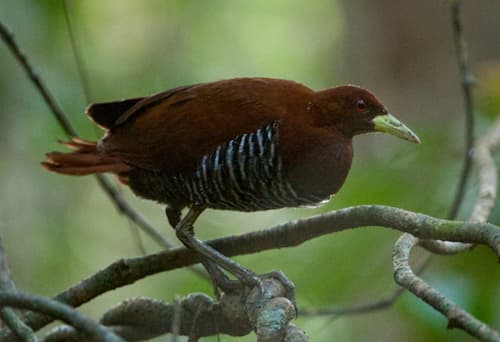 Andaman Crake