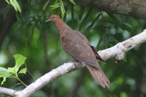Andaman Cuckoo-Dove