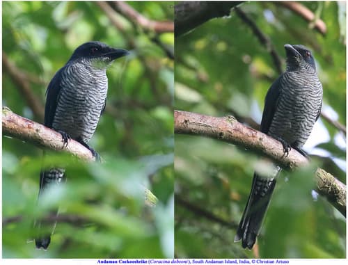 Andaman Cuckooshrike