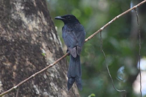 Andaman Drongo