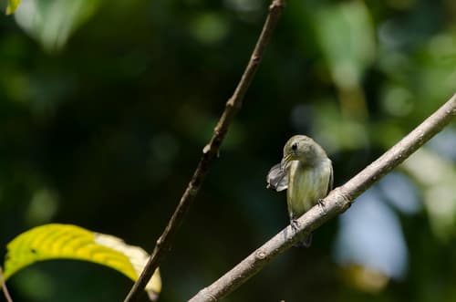 Andaman Flowerpecker