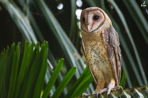 Andaman Masked Owl