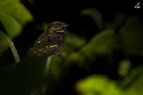 Andaman Nightjar