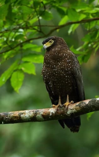 Andaman Serpent-Eagle