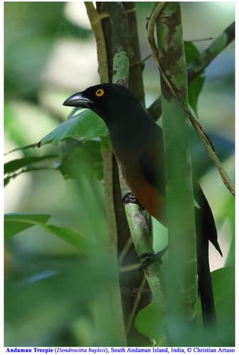 Andaman Treepie