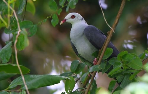 Andaman Wood-Pigeon