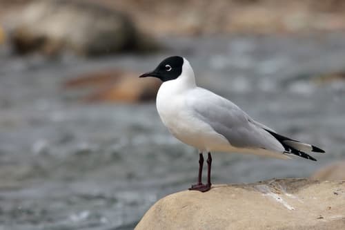 Andean Gull